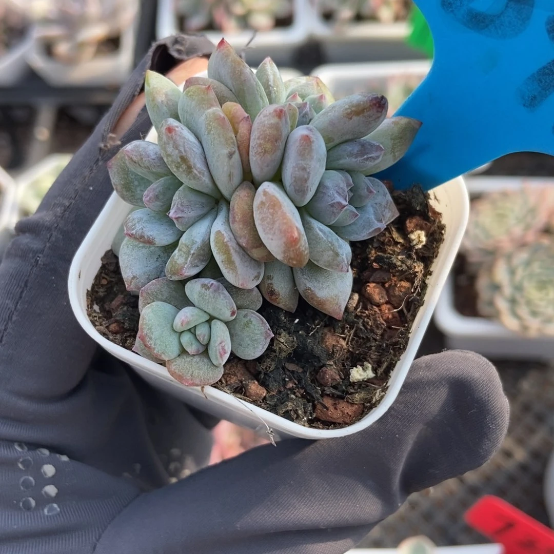 848石化星影多肉植物