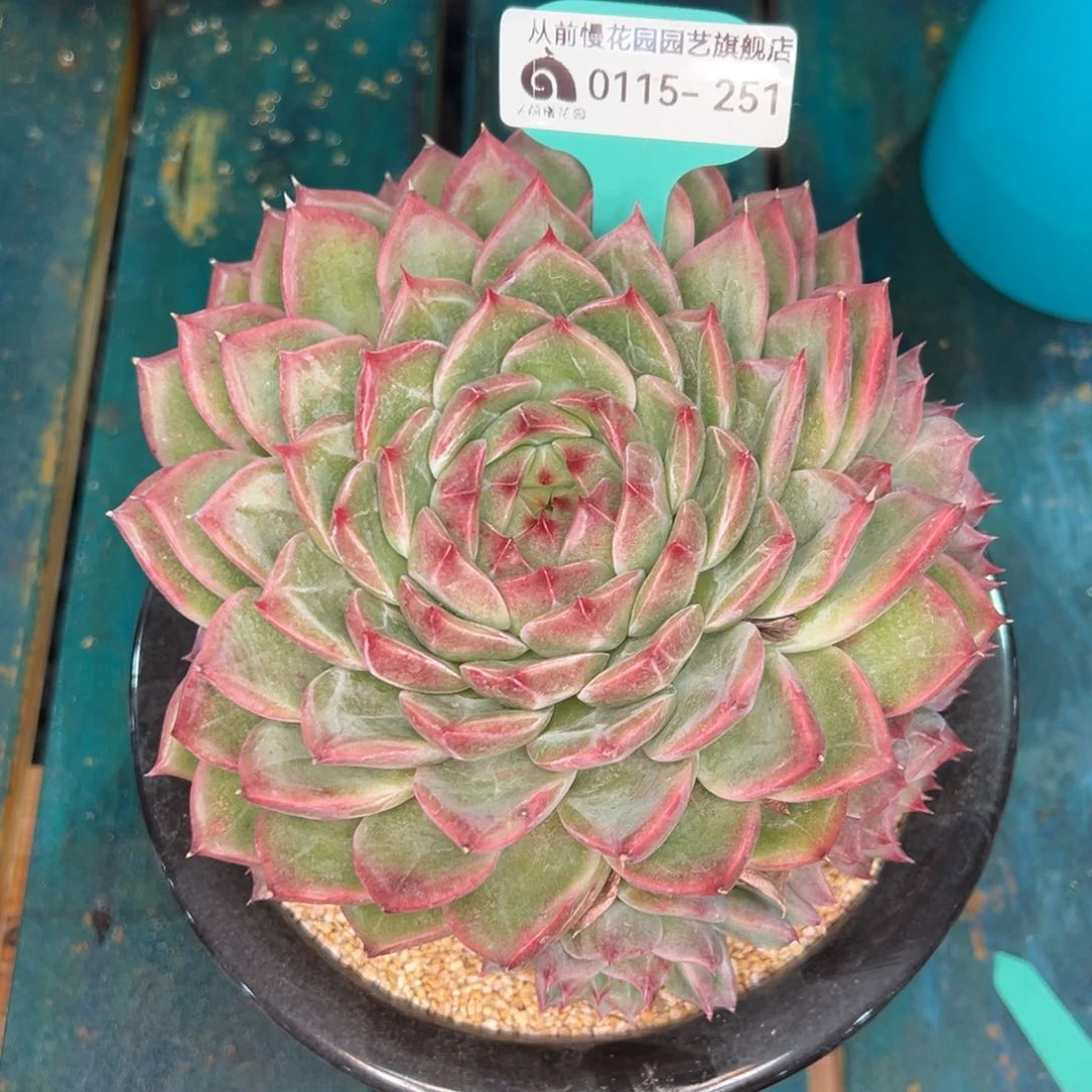 从前慢多肉精选编号0115.251