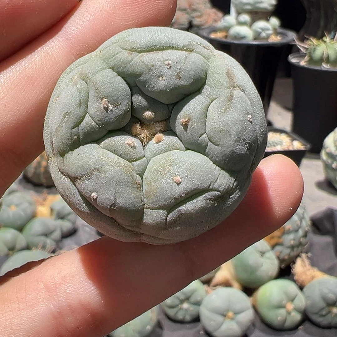 小*子懂地实生 宽u银