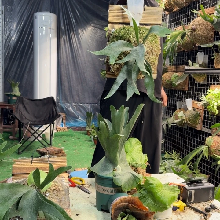 完全开放板植卷卷