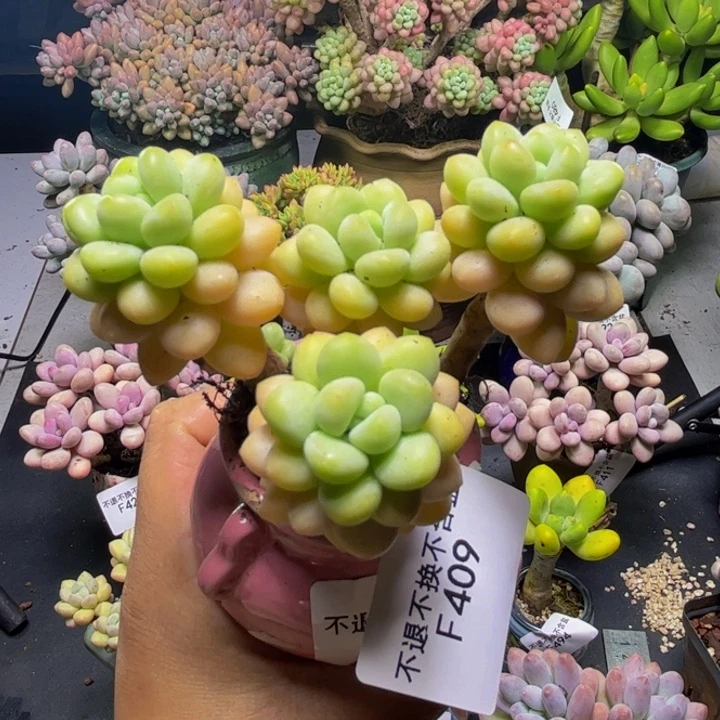 洛可可409/7cn多肉