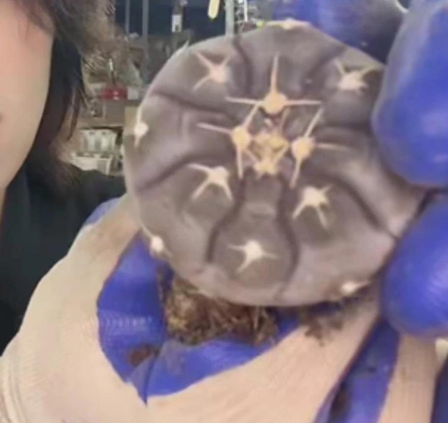 二妹园艺【 铅皮 实生根 】【冠幅保4公分】默认脱土随机发货