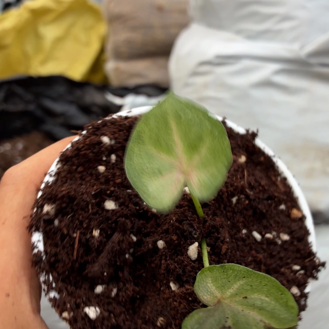 晚***筒大部分开放少量花苞B091