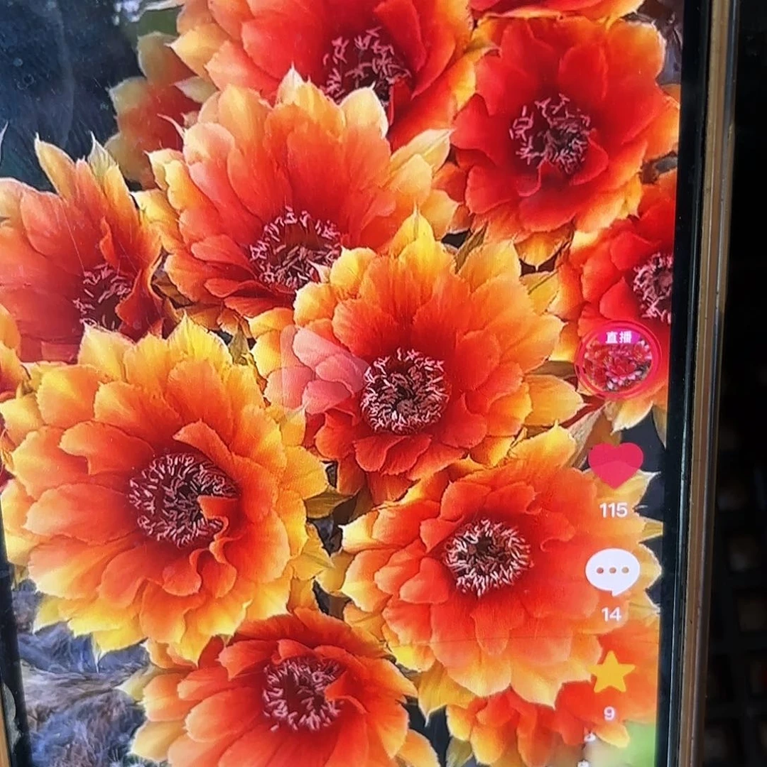 1702金刚侧牙20包邮仙人球17