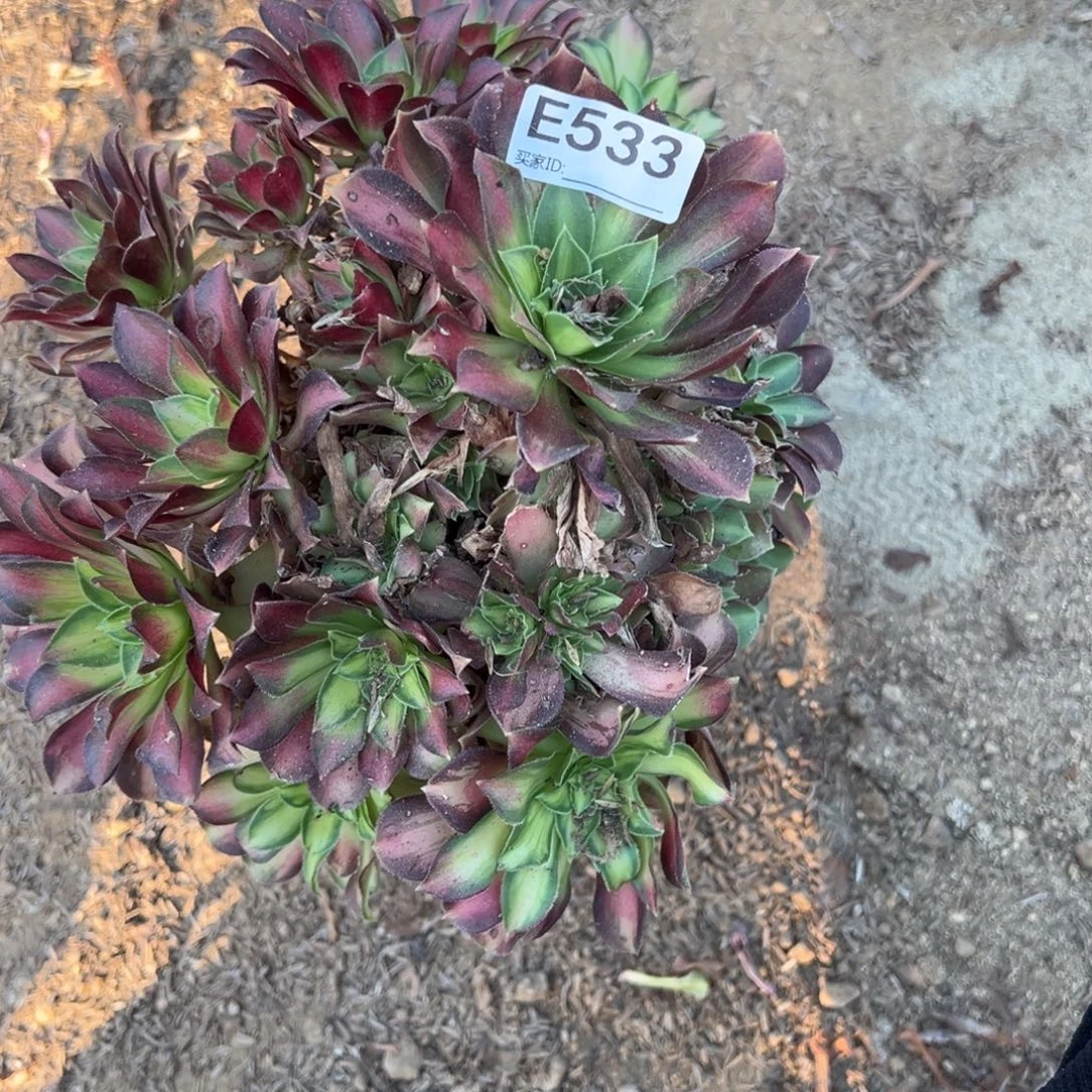 533韶华多肉植物法师多肉