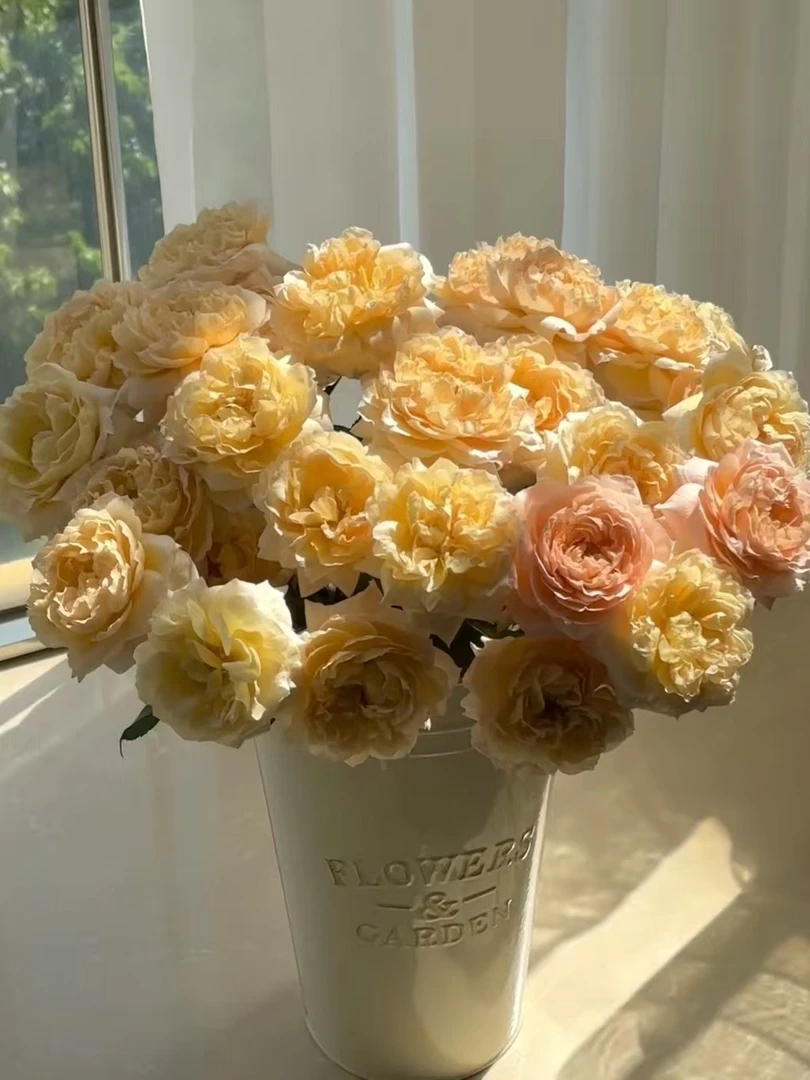 【锦上花舍】多头玫瑰蜂蜜朱丽叶塔一单顺丰冷链/偏远地区德邦空运