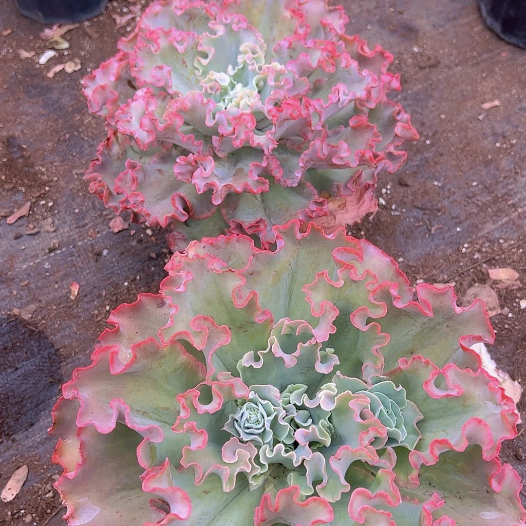 高莎之翁超级大大单头老桩精品