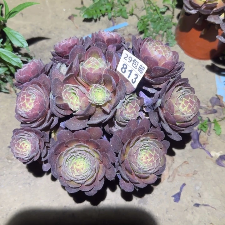 黑魔……多肉植物的