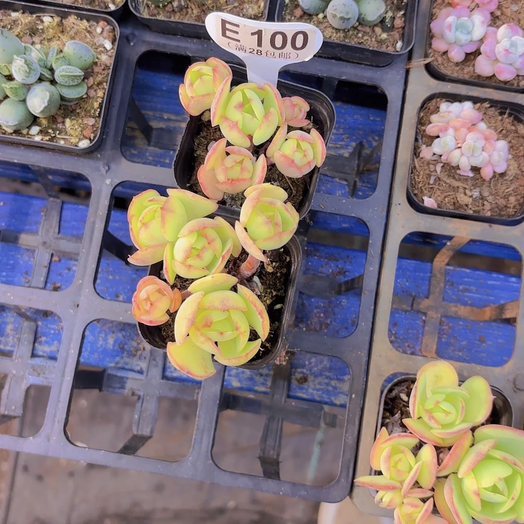 家***6E100两颗碧桃一物一拍