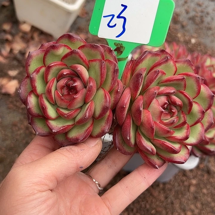 23万宝不包掉头一个脱我土