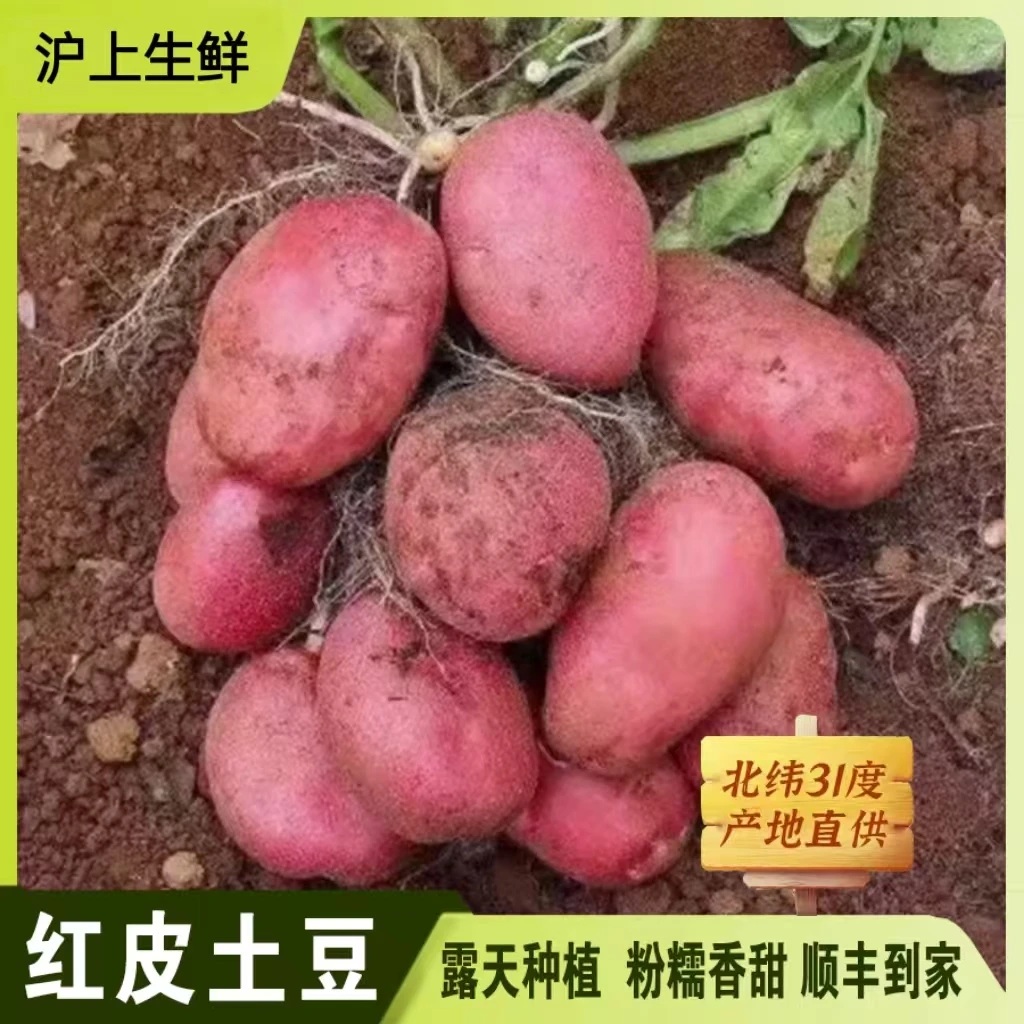 【现摘现发】生态岛 时令红皮土豆 粉糯香甜  新鲜采摘 顺丰到家