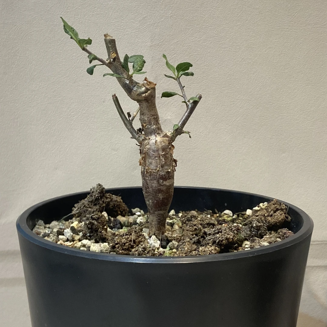 舍特达利裂榄 Bursera schlechtendalii 香味浓郁好闻 叶片翠绿色