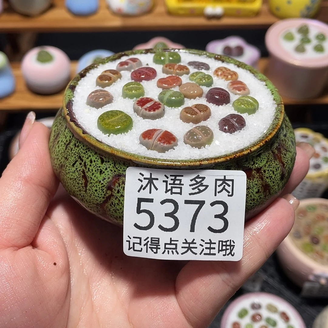 带盆土植物 一物一拍5373