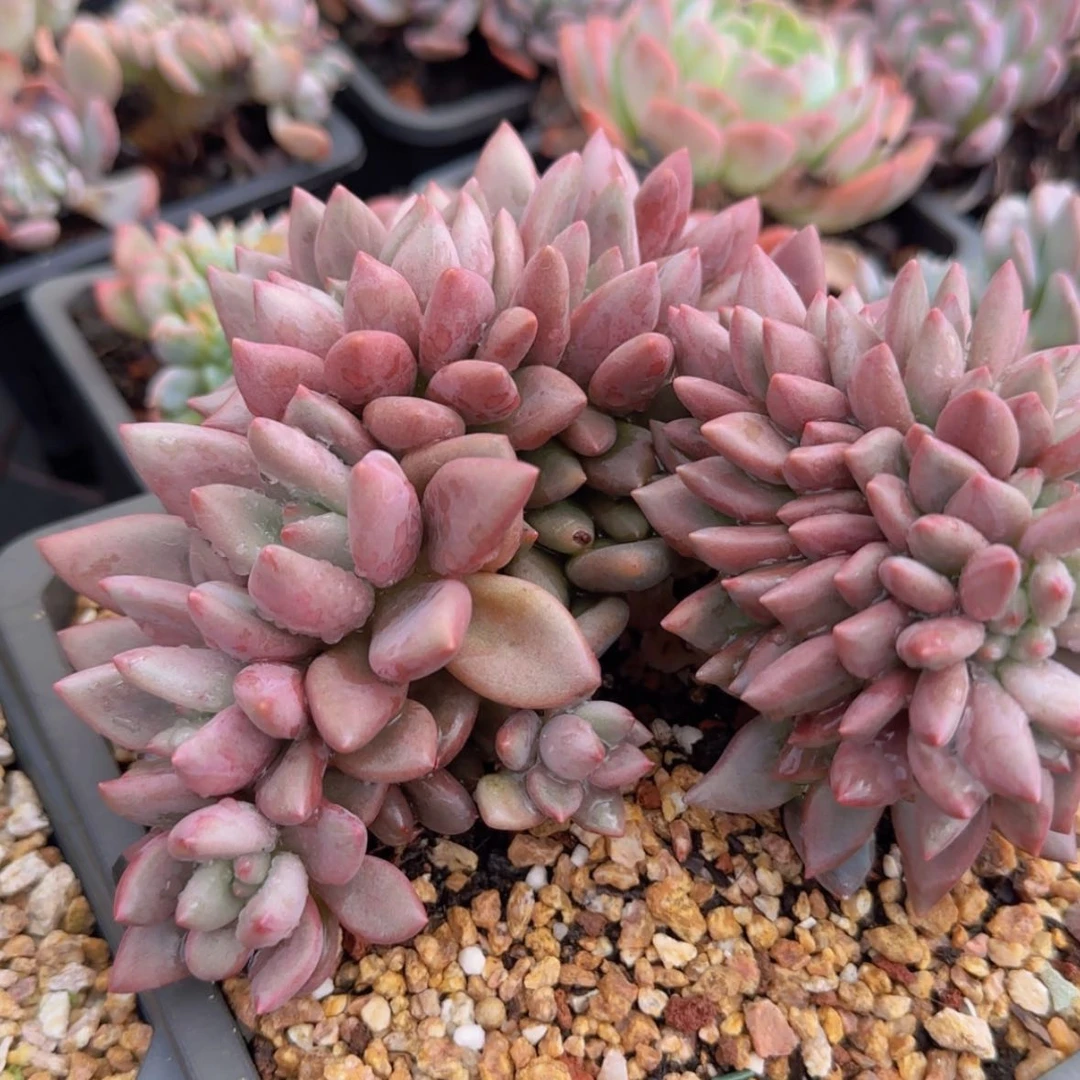 【闪购商品】桃花源缀49.9