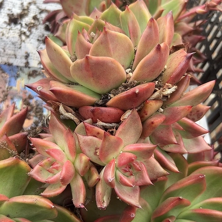 无花朵凯亚群。