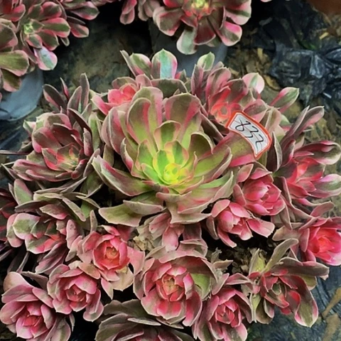 男神老桩捧花832号