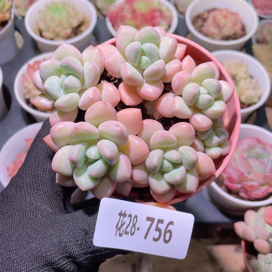花利美28- 756泡泡糖