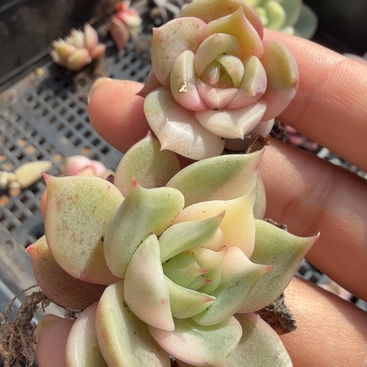 一组无替品 湖花脸锦