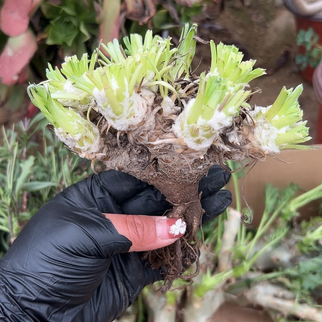 多肉植物刨花厚敦菊