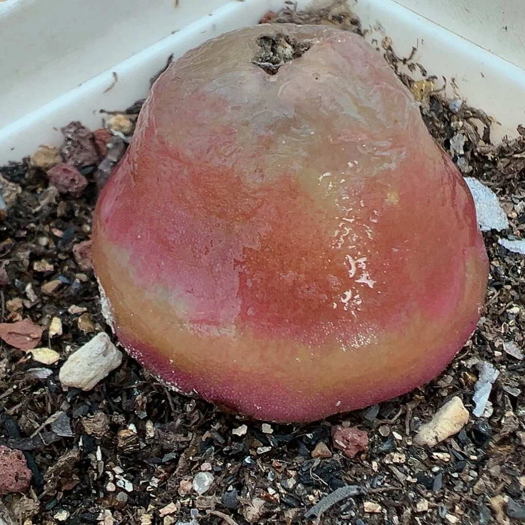 325灯泡3.5厘米带盆土发货