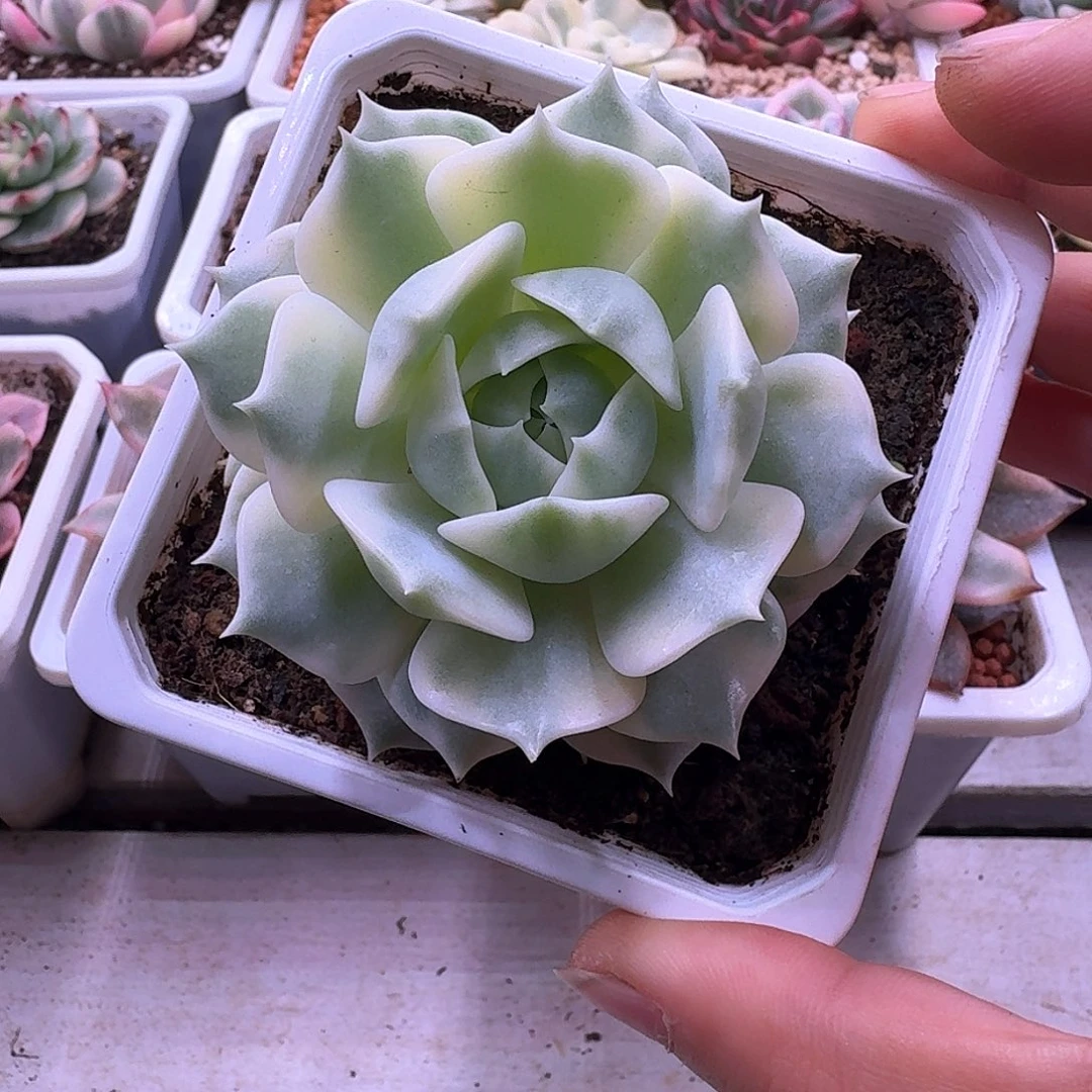 露娜莲锦多肉植物