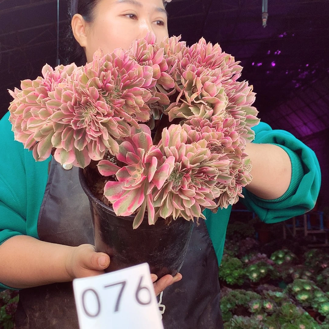 柒柒精品多肉脱土发货不包断侧枝076