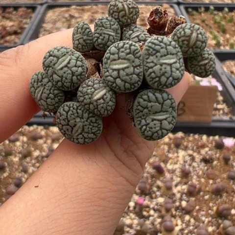 97 好看的多肉冲冲冲、有瑕疵