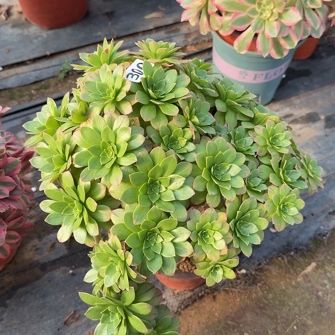 多肉植物小精灵300