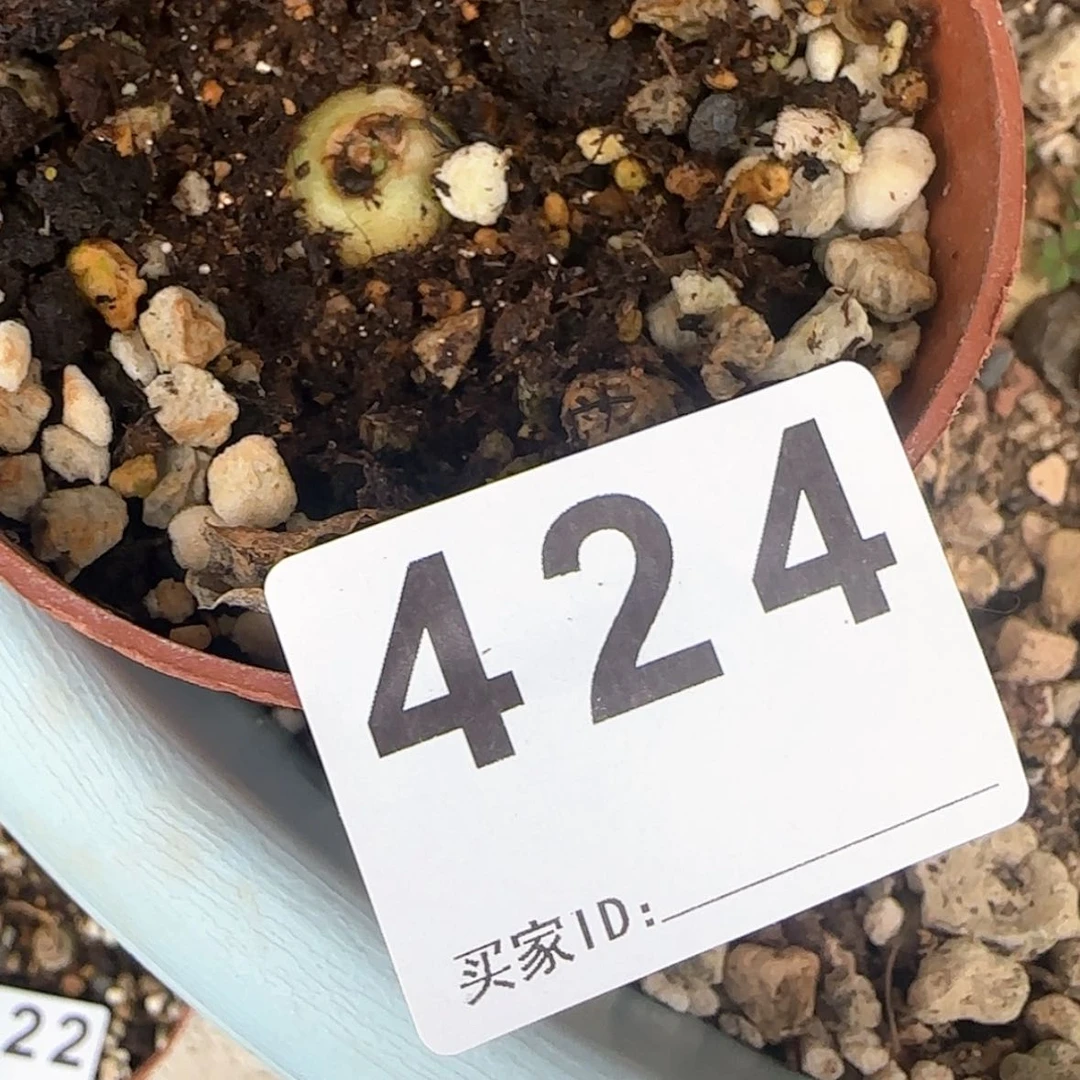 【闪购商品】到****众块根植物布纹球