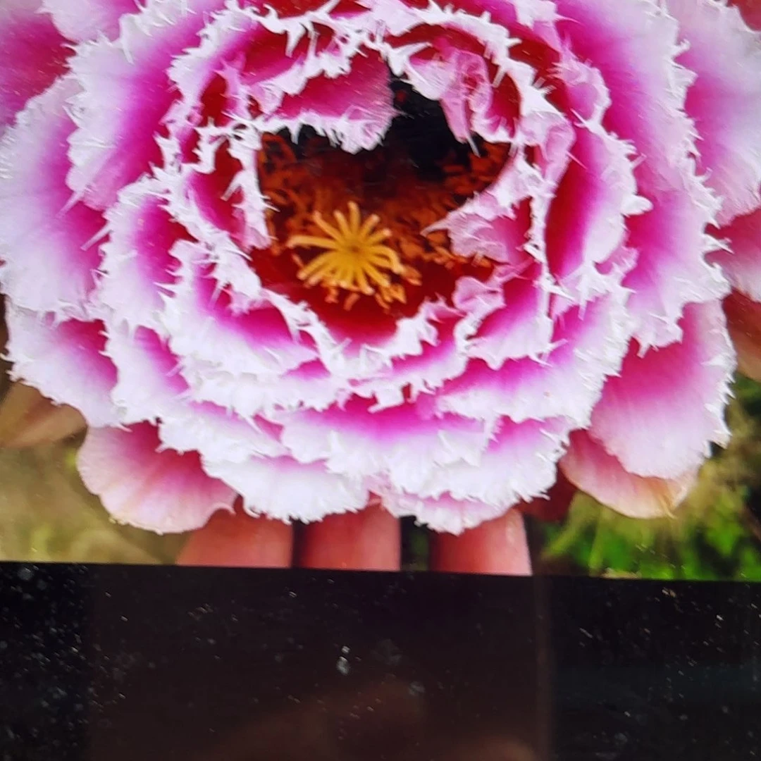 芸儿毛侧牙20包邮仙人球31