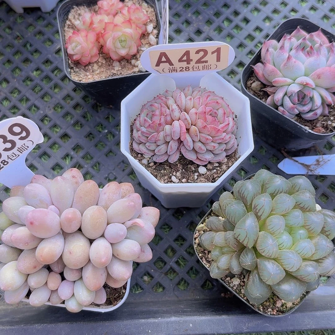 A421白胖子一物一拍