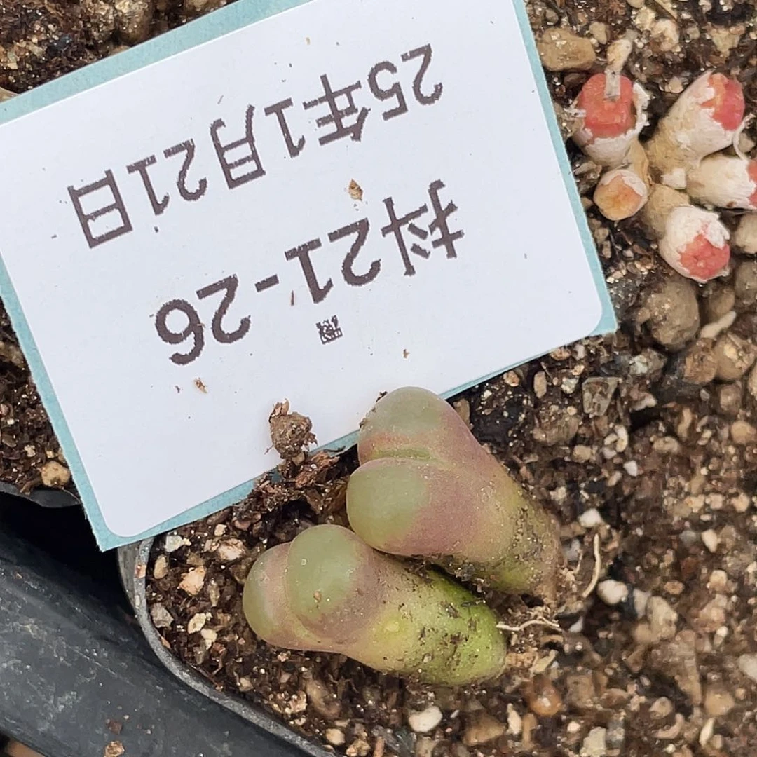 薄****21-26肉锥多肉植物