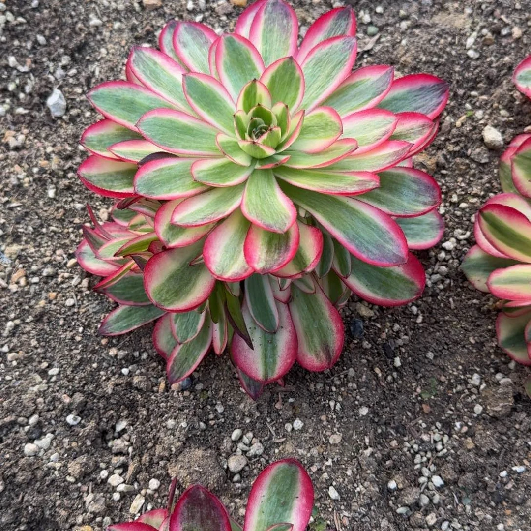 糖*?荔枝缀寄养到秋