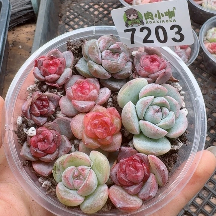 多肉植物多肉植物