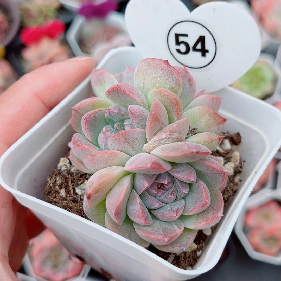 54号小老桩珍妮群