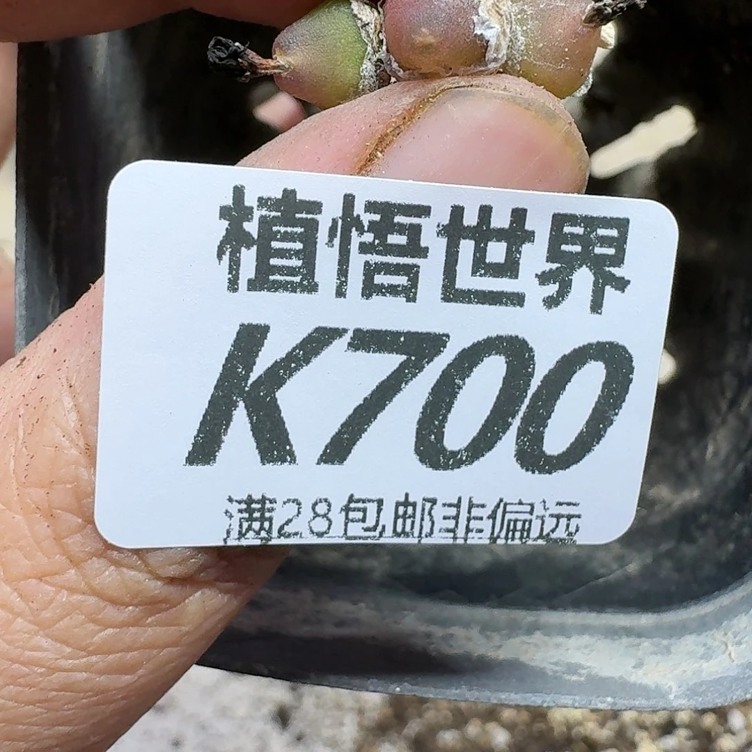 多肉植物的人生fgh