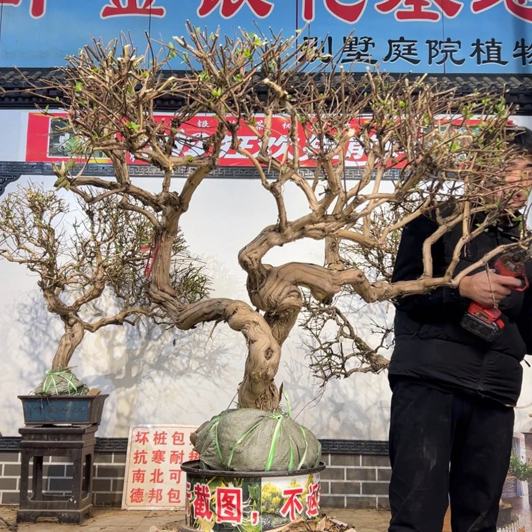 德***祥无花朵金银花开花25558856