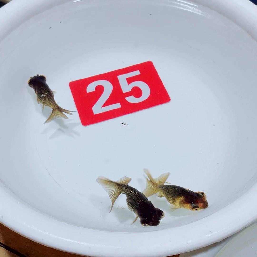 金鱼金鱼望天球3条