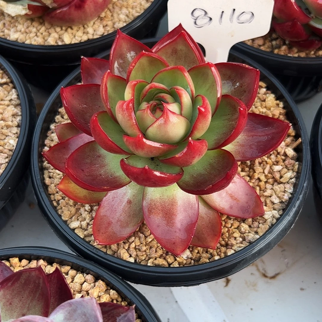 开****惊鸿仙子福利8110号