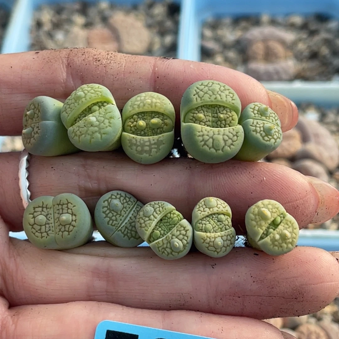 S***n8590犄角绿巴里10颗