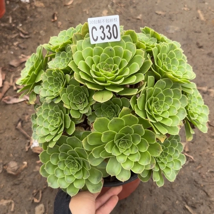 魅灵玫瑰……多肉植物……