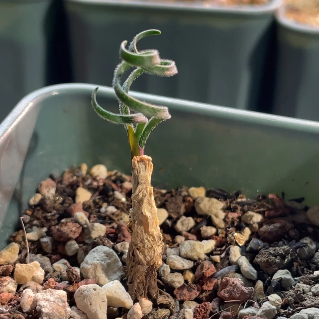 gl弹簧草植物一物一拍