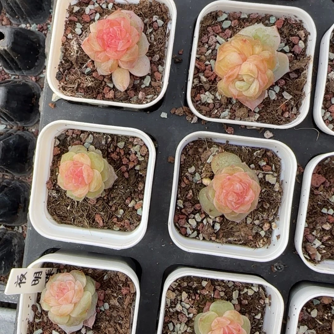 夜明珠盆一个满25包邮