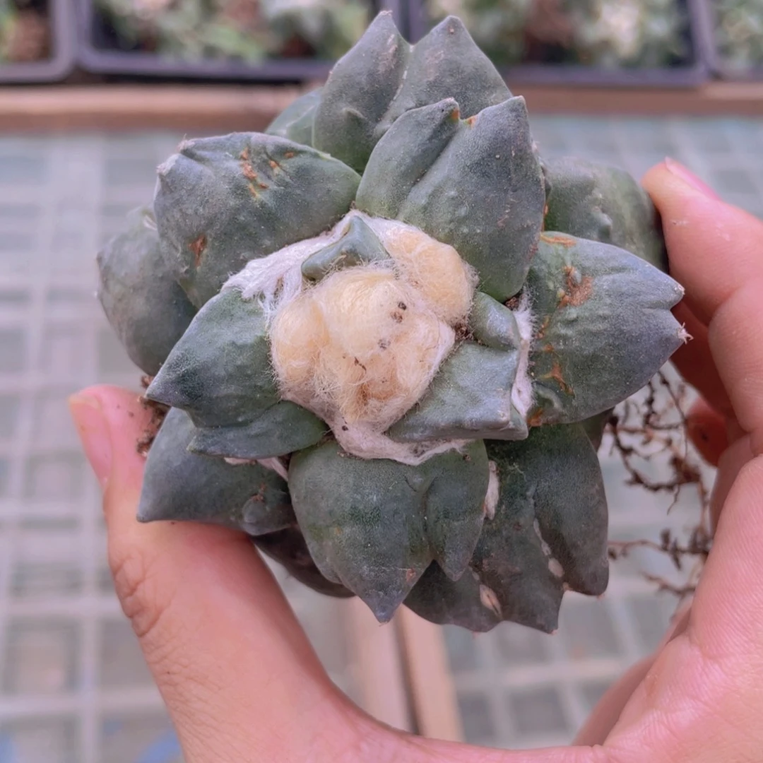 自根三叉福利福利