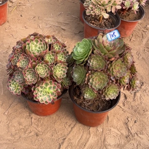 105多肉植物组合，