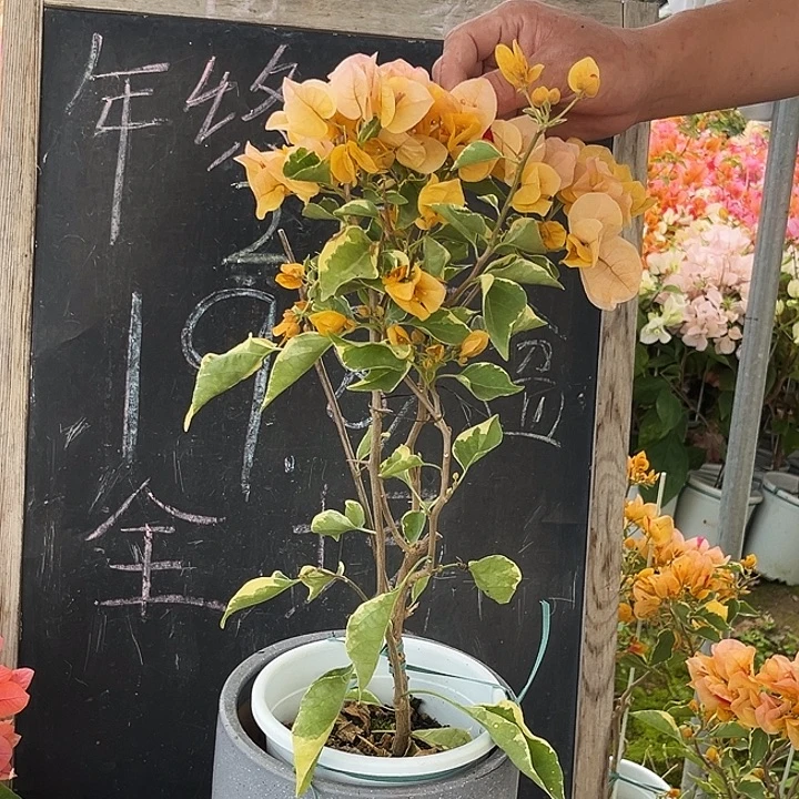 无花朵三角梅黄马斯