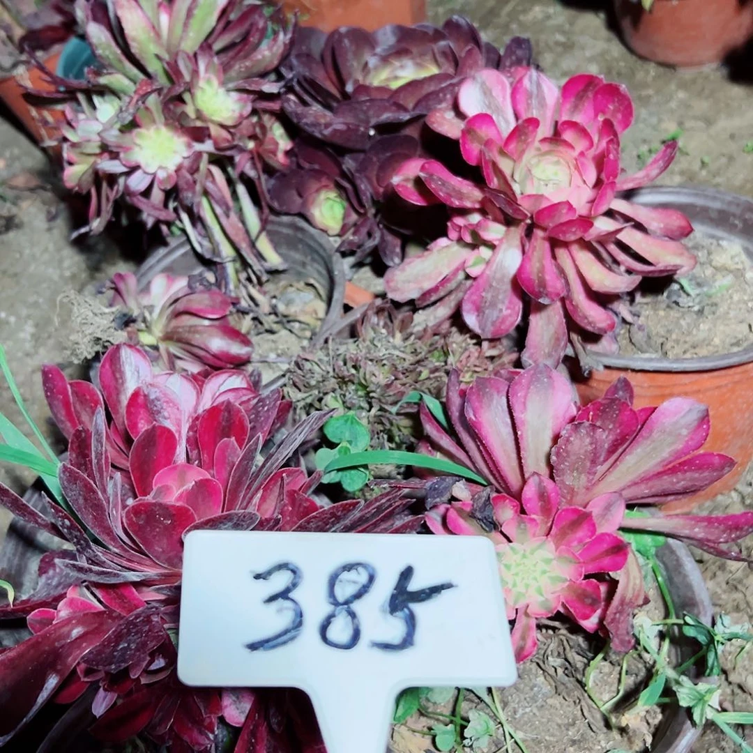 多肉植物组合7个