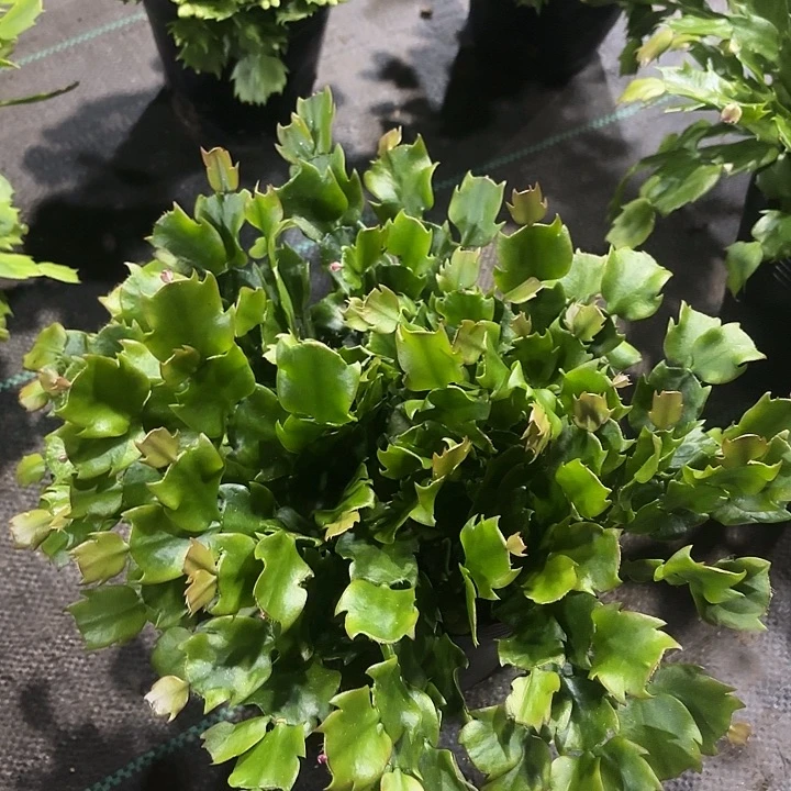 姜***亭当前无花栽培后可以开花
