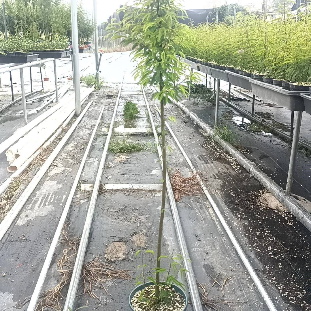 无花朵用****4粉色香水合欢3苗苗