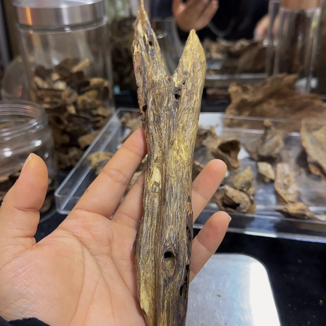 沉香碎屑沉香精品一代蓝香树心油虫漏47.3克